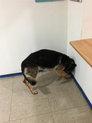 Den Schimmelspuerhund bei Verdacht auf verdeckten Schimmelpilz einsetzen.