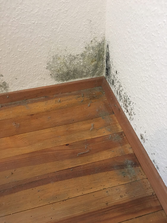 Schimmel im Haus ISOTEC Allgäu Andreas Zettel Haldenwang