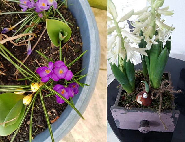 Im Frühjahrs-Check darauf achten, dass nicht zu früh zu viele Blumen im Garten gepflanzt werden. Zu viele Blumen im Wohnbereich können die Luftfeuchte in die Höhe treiben und zur Schimmelbildung beitragen.