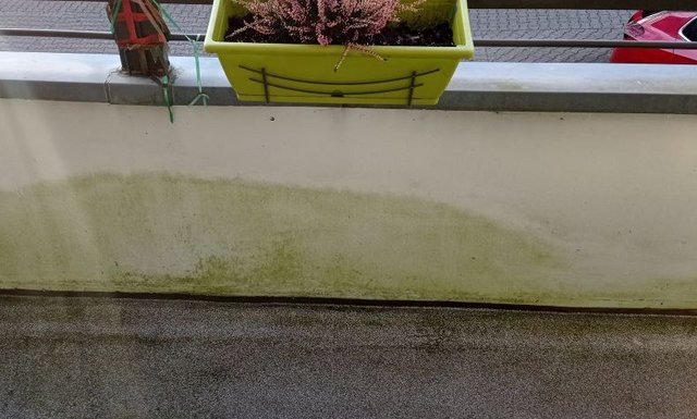 Grünliche Verfärbung an heller Balkonbrüstung, darüber gelber Blumenkasten mit Heide