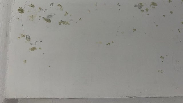 Schimmelflecken auf weißer Wand, Nahaufnahme mit Rissen und Verfärbungen