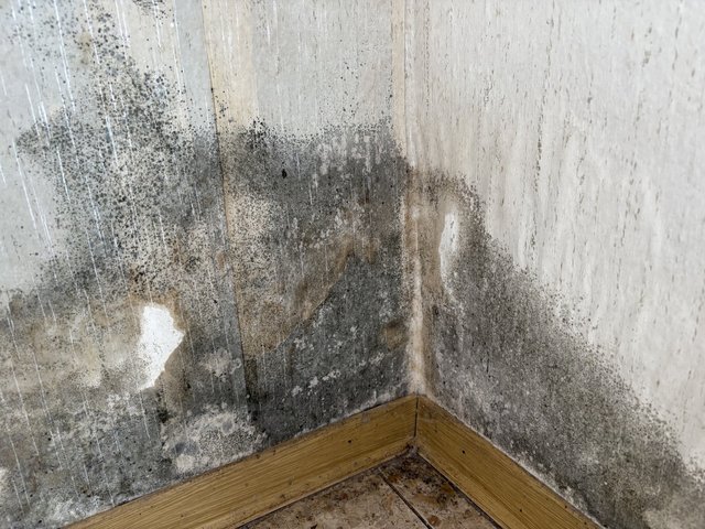 Schimmelbefall und Feuchtigkeitsspuren in Zimmerecke, Nahaufnahme