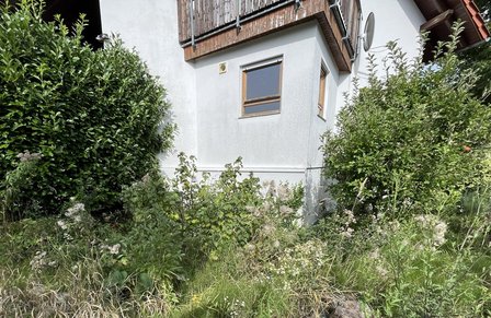 Verwilderter Garten mit Sträuchern und hohem Gras vor Hausfassade mit Fenster.
