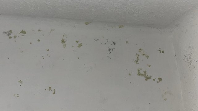 Schimmelflecken an weißer Zimmerecke nahe Decke, Nahaufnahme