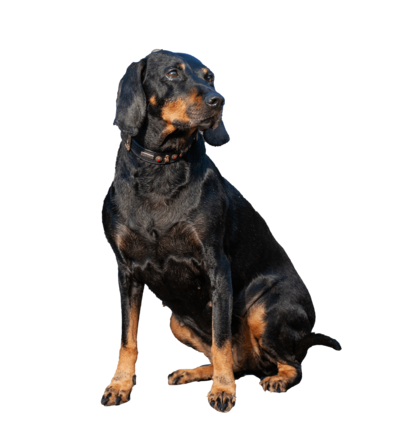 Lina , Chief Happiness Officer