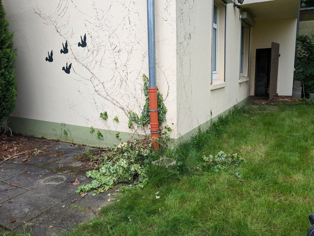 Hausfassade mit Efeuranken, Regenfallrohr und Vogel-Silhouetten an der Wand