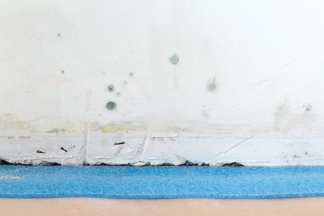 Schimmelbefall an beschädigter Wand über blauer Unterlage
