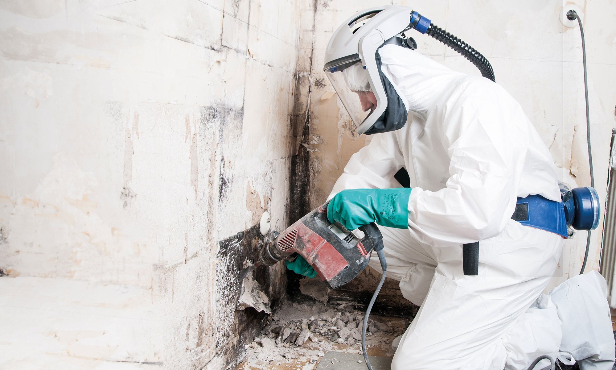 Professional mould removal