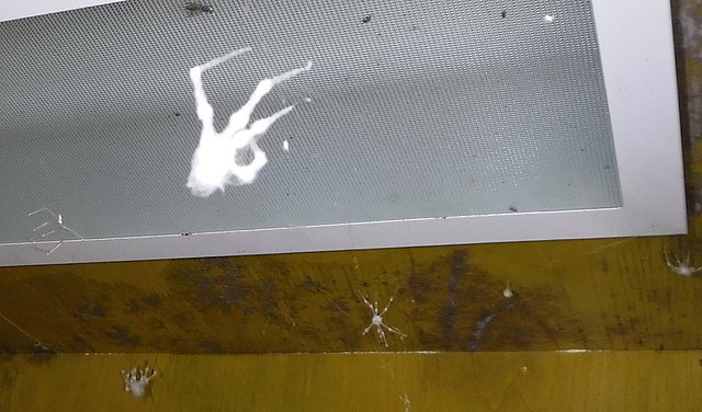 Spinne voller Schimmel an der Decke eines Kunden in Neuburg 