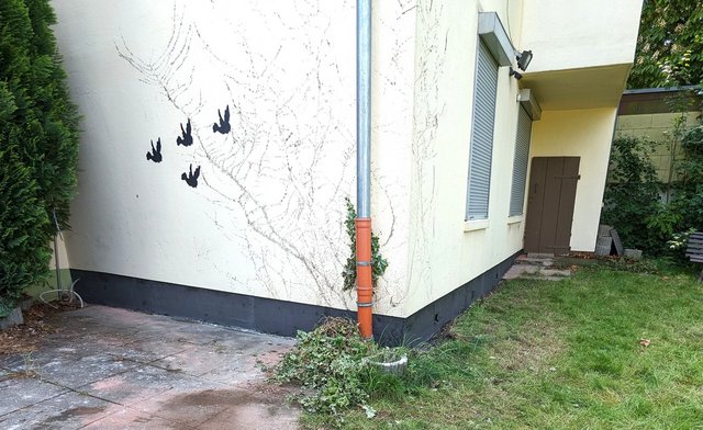 Hausecke mit Fallrohr, grauem Sockelstreifen und Kletterpflanzenranken, Gartenbereich