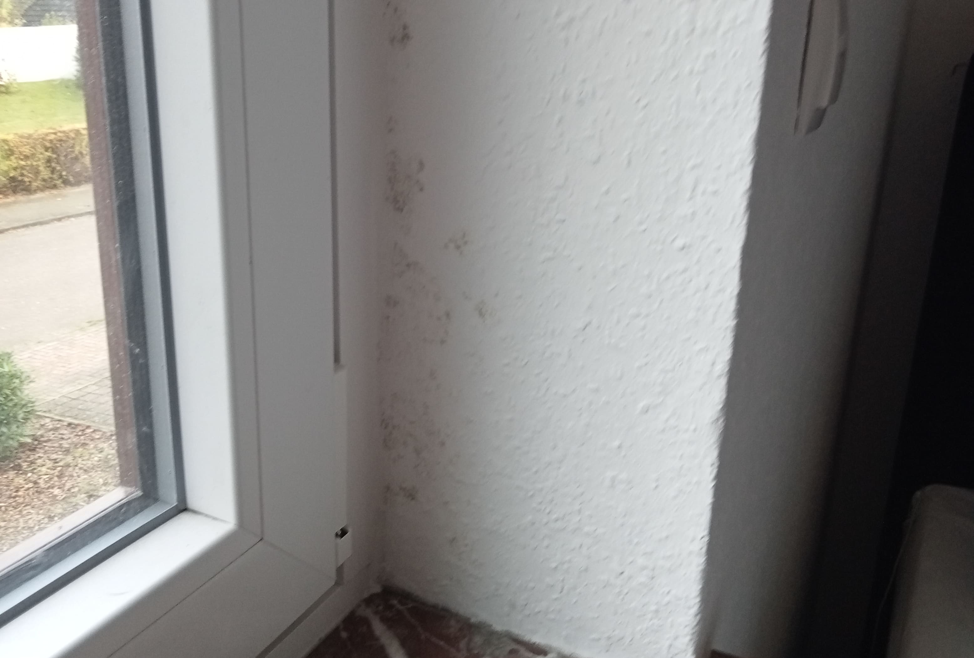 Schimmel-fenster
