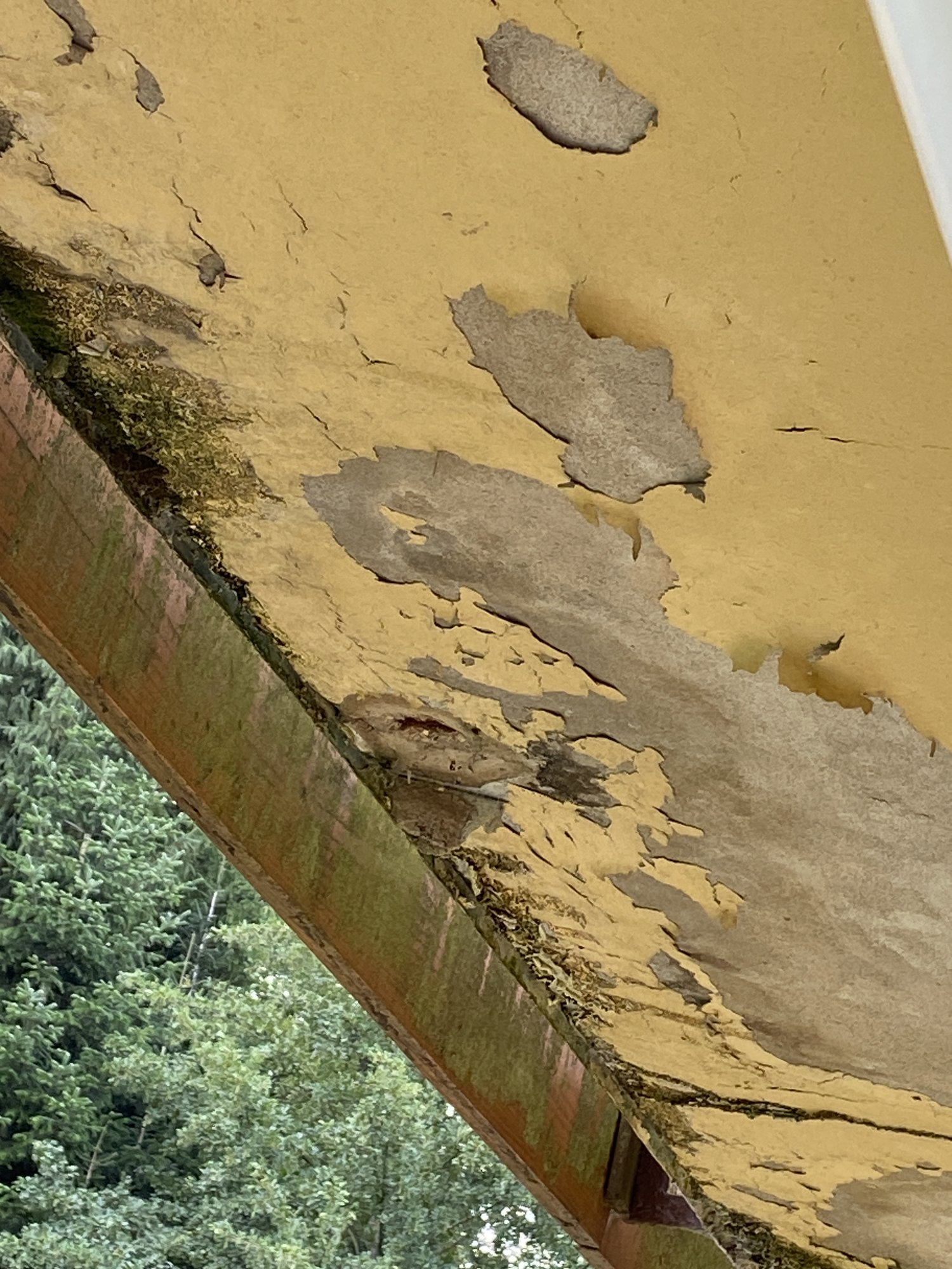 Abblätternde gelbe Farbschicht und Risse an Holzunterseite, dunkle Beläge am Rand