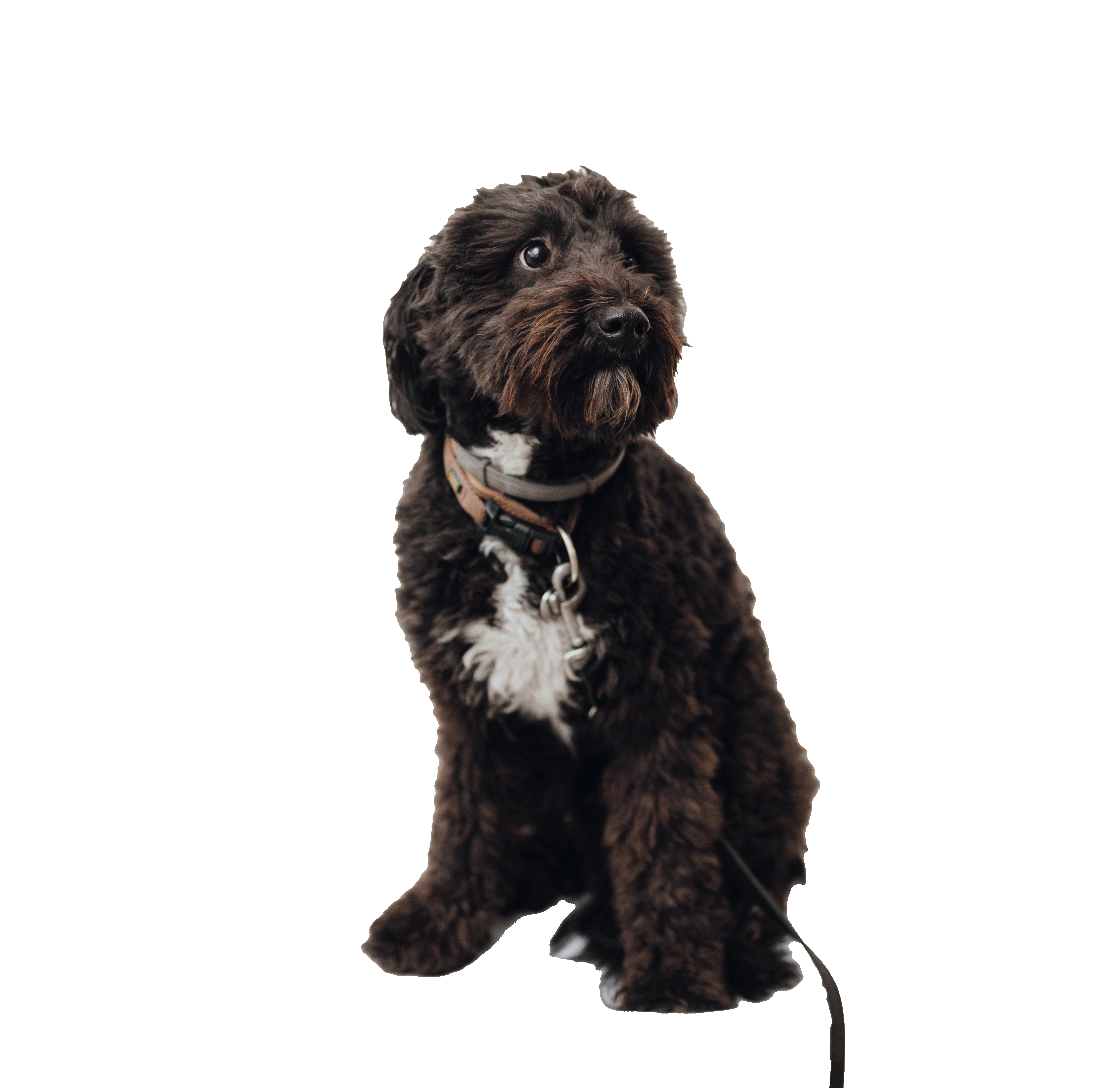 Piper , Feel Good Manager