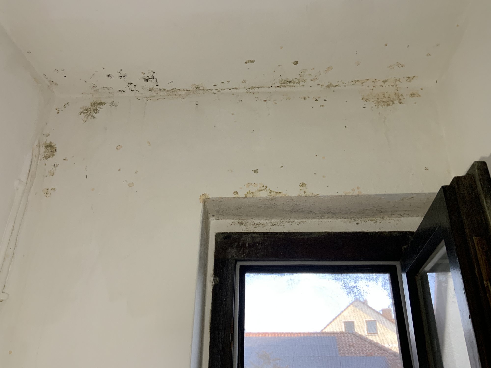 Fleckige Verfärbungen und punktförmige Ablagerungen an Decke über Fensterlaibung.
