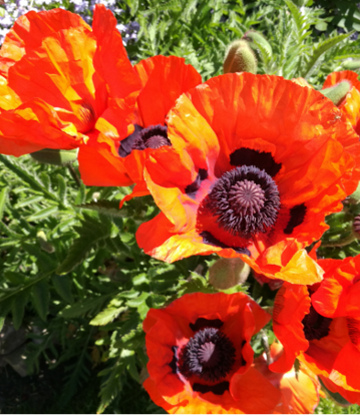 Blühende Blumen und strahlende Wiesen für einen perfekten Sommer im Garten.