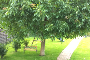 Der Walnussbaum als Schattenspender im Sommer und eine tolle Ernte im Herbst.