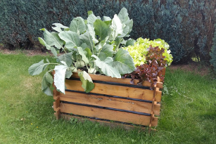 Frisches Sommergemüse Frisches Sommergemüse aus dem eigenen Garten.