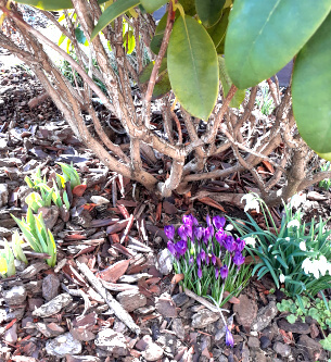 Frühjahrsboten im Garten Frühjahrsboten im Garten