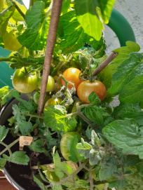 Tomaten auch im kleinen oder großen Topf auf dem Balkon züchten Tomaten auch im kleinen oder großen Topf auf dem Balkon züchten