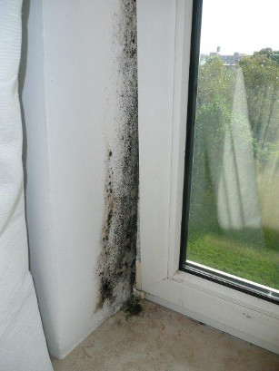 Schimmelbefall Schimmelbefall ist ein weiterverbreitetes Problem in vielen Haushalten